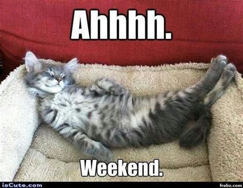 Ahhhhh The Weekend Funny Cute Cats Cat Memes Cute Animals