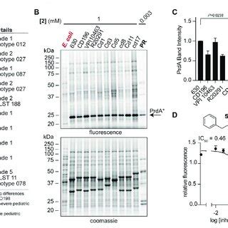 Media Comparison Showing Context Dependence Of Stickland Fermentation