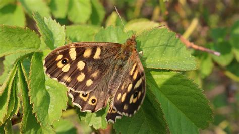 Bont Zandoogje Pararge Aegeria Ed Rendum Flickr