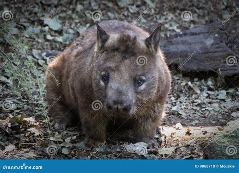 Fat Wombat Stock Image | CartoonDealer.com #212383