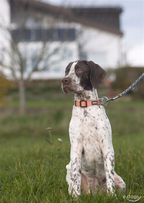 Franz Sischer Vorstehhund H Ndin Monate Braun Wei