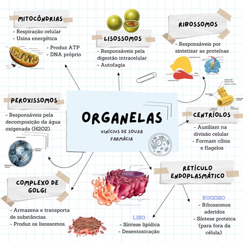 Organelas Citoplasmaticas Mapa Mental ENSINO