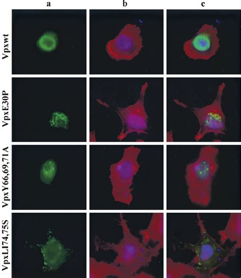 Subcellular Localization Of Vpx Vtf7 3 Infected Hela Cells Were