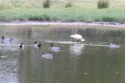 Australian Wood Duck From Jarrahmond Vic Australia On April