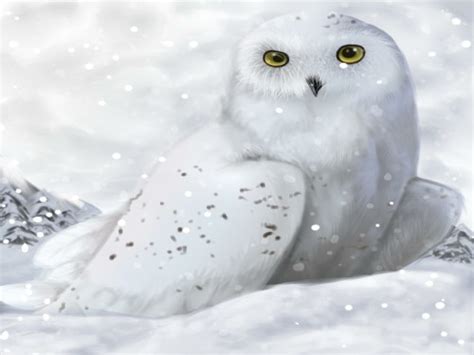 🔥 [50+] Snowy Owl Wallpapers and Screensavers | WallpaperSafari