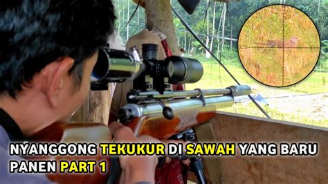 Berburu Tekukur Di Sawah Yang Baru Panen Part Hunting Tekukur Youtube