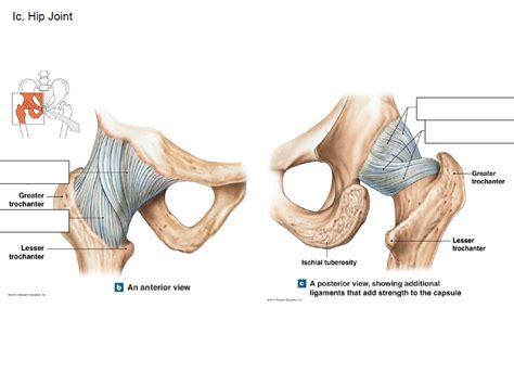 BIO 223 Lab 5 Hip Ligaments Diagram | Quizlet