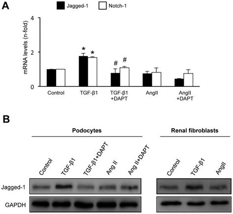 Cells Were Treated With Mol L Angii Or Ng Ml Tgf For Or