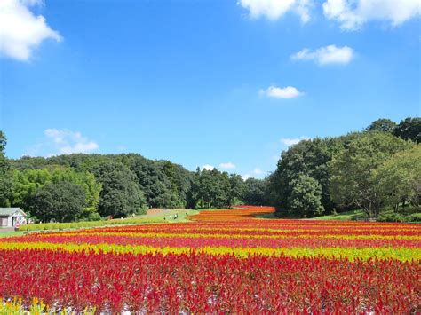 国営武蔵丘陵森林公園 ゆる旅☆ゆるキャンブログ