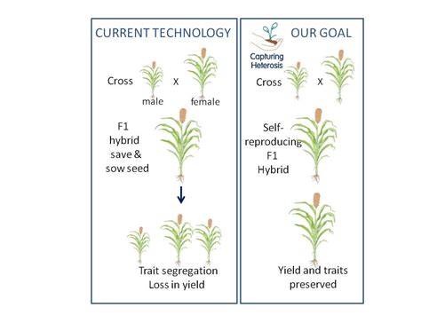 😊 Heterosis In Plants Genetic Rules Of Heterosis In Plants 2019 01 05