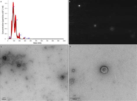 Visual Characterisation Of Teladorsagia Circumcincta Extracellular