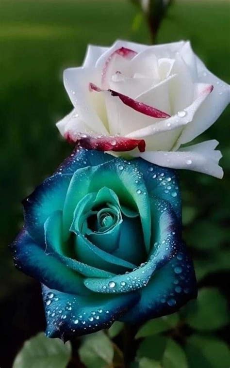 Jocelyn Cordero Facebook Beautiful Rose Flowers Beautiful Flowers