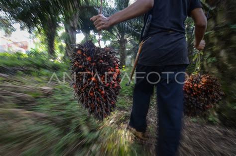 PANEN KELAPA SAWIT | ANTARA Foto