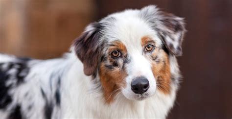 Top 10 Herding Dog Breeds Dogexpress