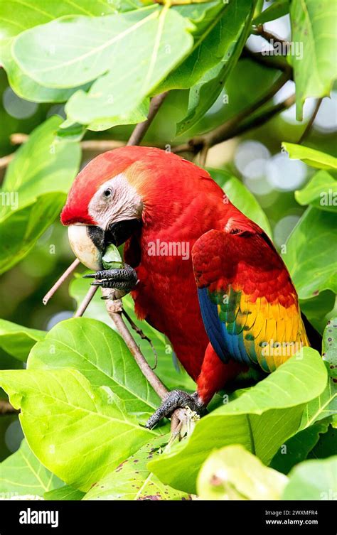 Beautiful Scarlet Macaw Ara Macao Cyanoptera Eating Seeds Of The