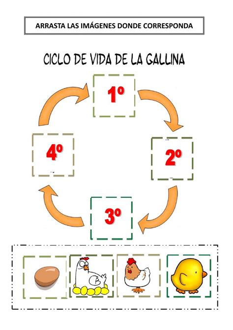 Ciclo Vital De La Gallina Worksheet Gallinas Imprimibles Para Preescolar Trabajos Para