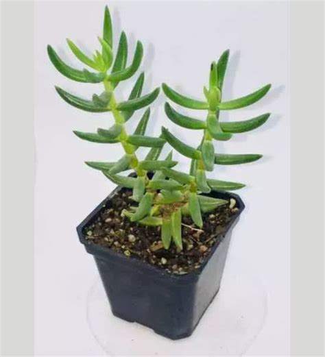 Crassula Tetragona Succulent Guide