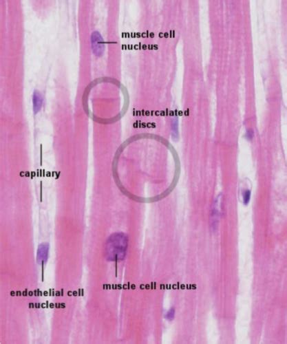 Myology Flashcards Quizlet