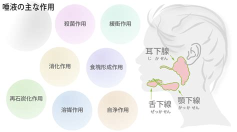 石垣の豆知識！歯と唾液について！！！ 三越前駅小伝馬町歯科 ハルデンタルオフィス