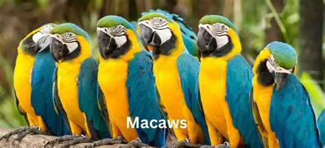 The Majestic Beauty of Macaws: A Guide to These Colorful Parrots ...