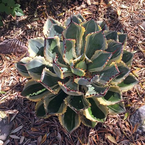 Brad S Tropical Paradise Choosing Miniature Agaves For Your Garden