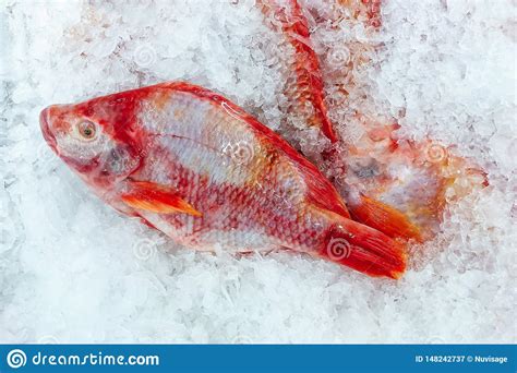 Fresh Red Tilapia Fish On Cold Ice In Fresh Seafood Market Top View