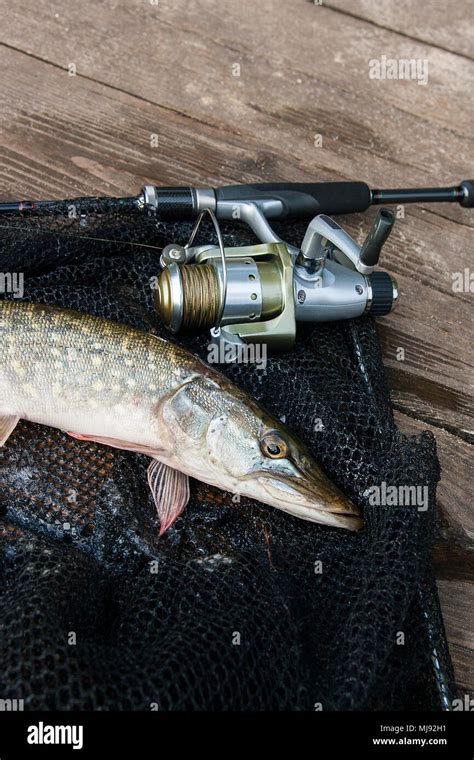 Freshwater Northern Pike Fish Know As Esox Lucius And Fishing Rod With