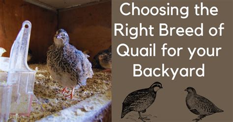 Choosing The Right Breed Of Quail For Your Backyard Backyard Chickens