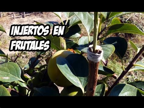 Cuándo Y Cómo Realizar Los Injertos En árboles Frutales Guía Paso A