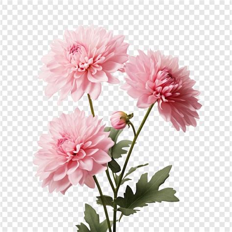 Flores Rosa Lindas Florescem Isoladas Em Um Fundo Transparente PSD