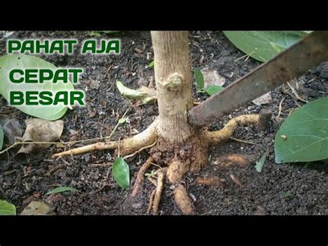 PAHAT DAN SAYAT TEKNIK PEMBESARAN BATANG BONSAI Sancang Bonsaisancang