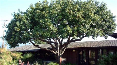 El Cultivo Del Algarrobo Agromática