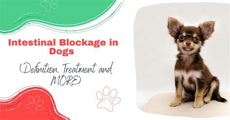 Intestinal Blockage In Dogs Definition Treatment And More I Love