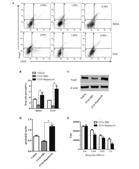 Rapamycin Ameliorates Ccl4 Induced Liver Fibrosis In Mice Through