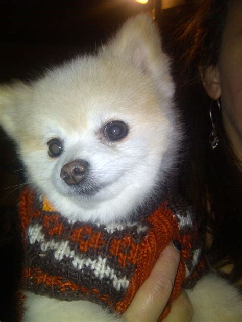 Tiny Pomeranian in a Sweater | Pomeranian, Animals, Husky