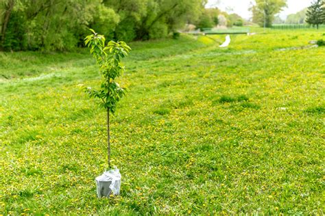 Pourquoi Octobre Est Le Meilleur Mois Pour Planter Des Arbres Fruitiers