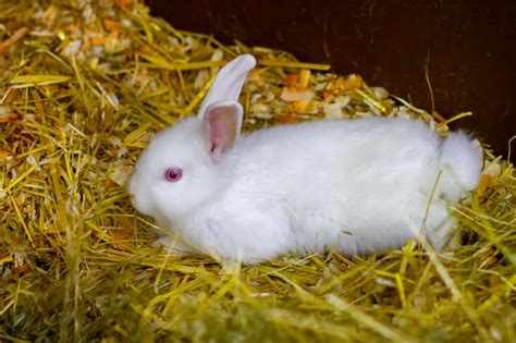 Premium Photo Small White Rabbit Sitting On Straw