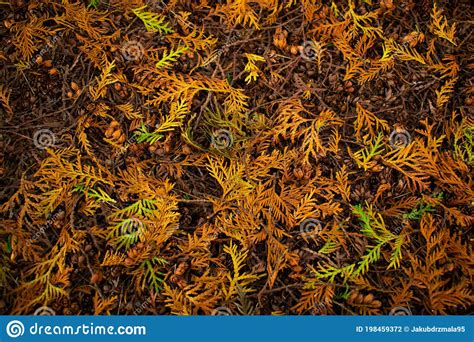 Thuja Leaves Isolated White Background Evergreen Plant Stock Photo