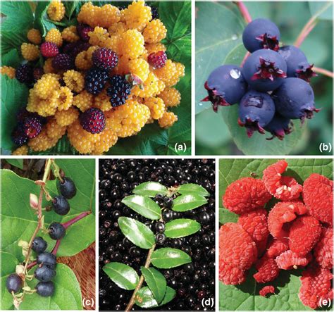 Representative Photos Of Some Native Berry Species That Are Culturally