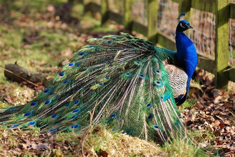 Peacock Feathers Down Peacock Feathers Down Flickr