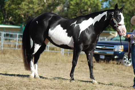 Black American Paint Horse 2 by xxtgxxstock on DeviantArt