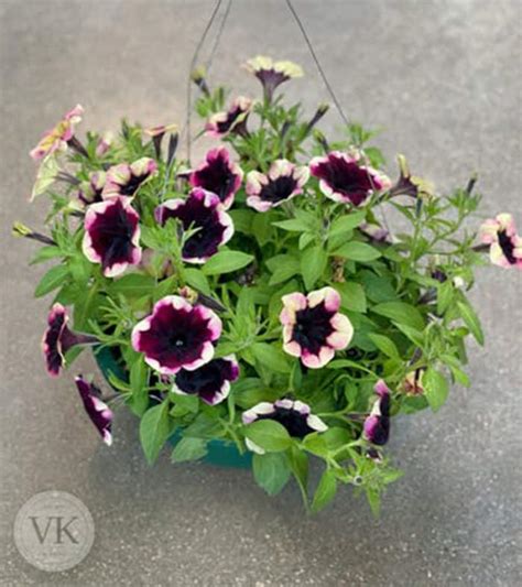 10 HANGING BASKET OF PETUNIAS Veldkamp S Garden Center