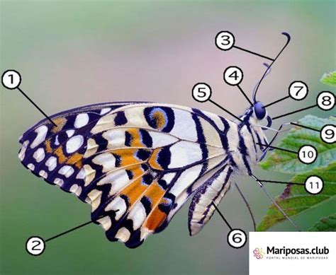 Anatom A De La Mariposa Mariposas