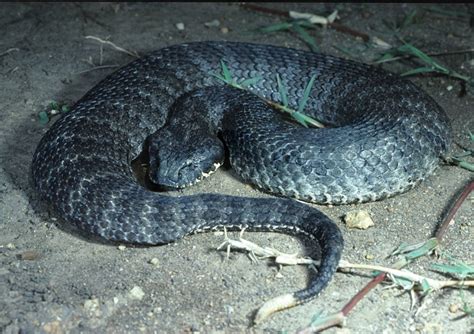 Death Adder Facts and Pictures | Reptile Fact