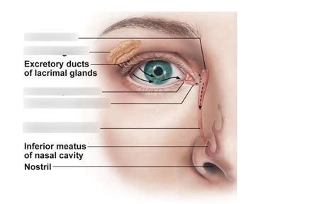 Lacrimal Apparatus Diagram Quizlet