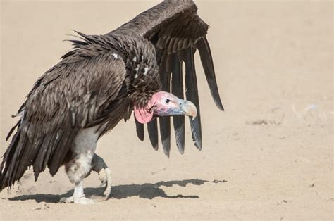 Vultures Birds South Africa