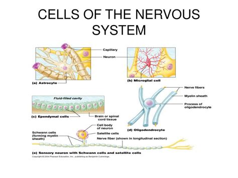 PPT FUNDAMENTALS OF THE NERVOUS SYSTEM AND NERVOUS TISSUE PowerPoint