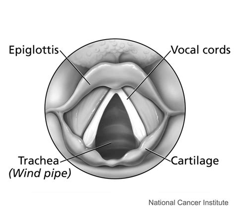 Respiratory System Human Biology