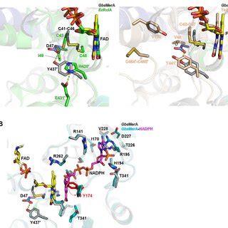 Structural Comparison Of GbsMerA With Homologs A The Si Face Of