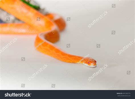 Cute Corn Snake Female On Neutral Stock Photo Shutterstock